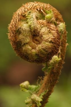 IniscarnForestFernsm